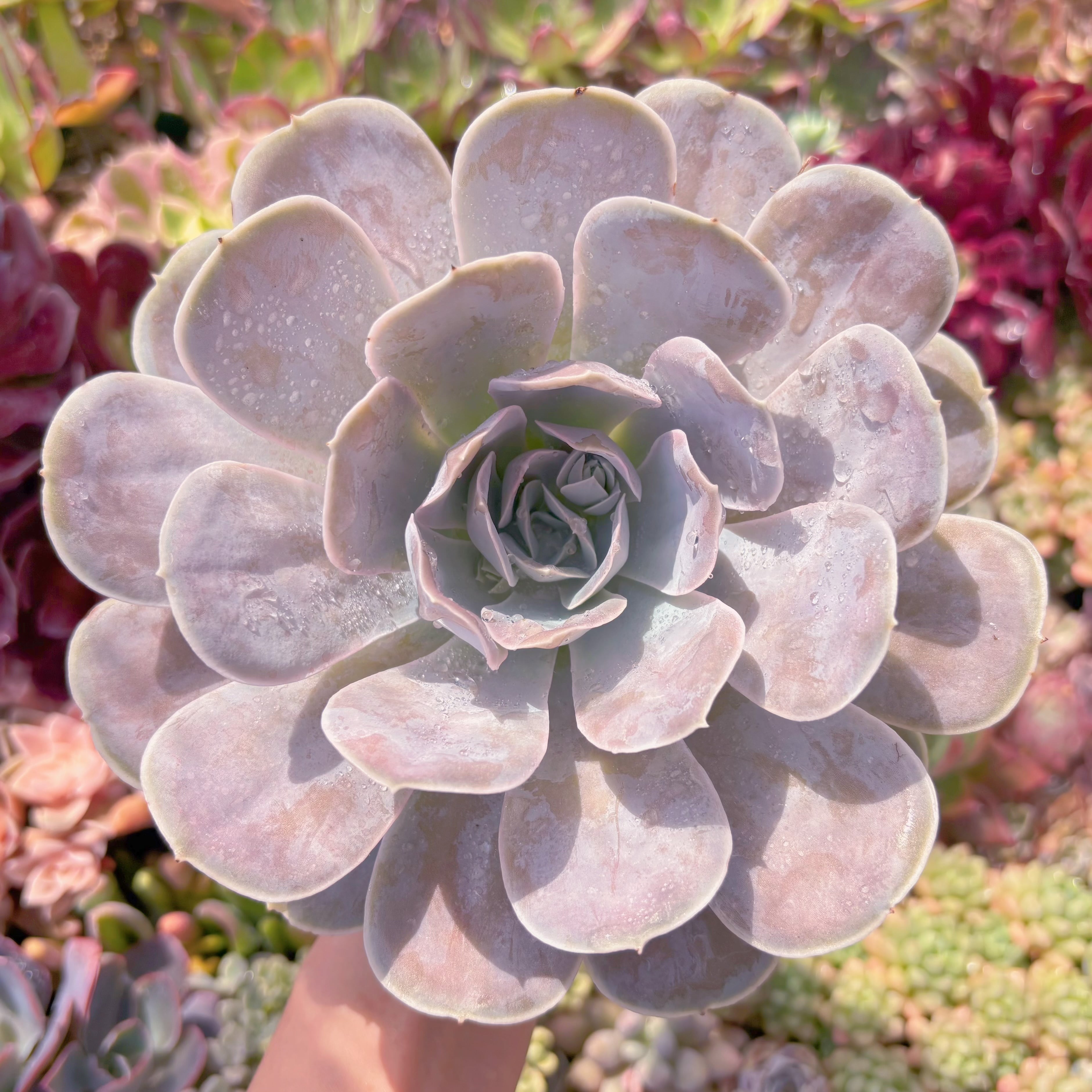 現品　ルンヨニー サンカルロス#C18　大苗　るる農園