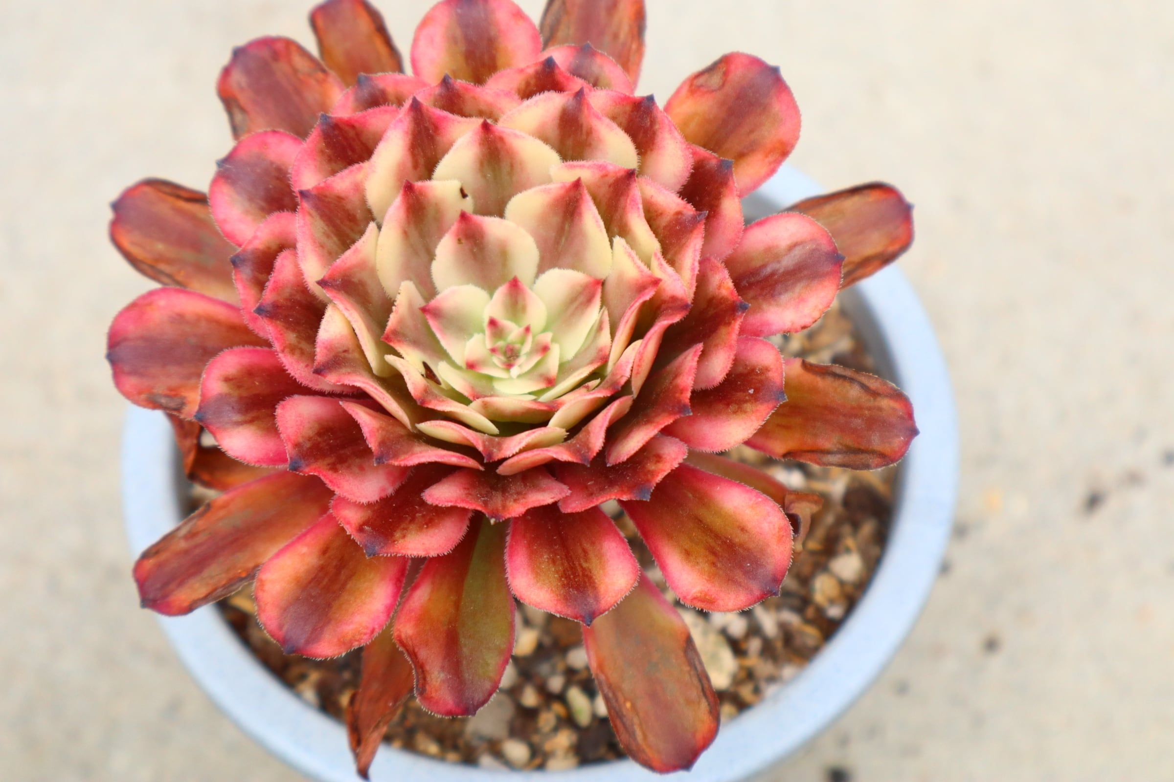 アエオニウム・魅金ローズ錦 約15cm | 二代目大和高原の多肉屋