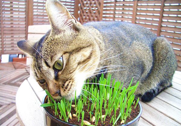 猫 ポストカード The Cat who....猫草ハムハム 10x14.8センチ(cm)官製はがきサイズ 猫写真 はがき ねこ葉書 ネコハガキ Postcard アイとちび アイシス