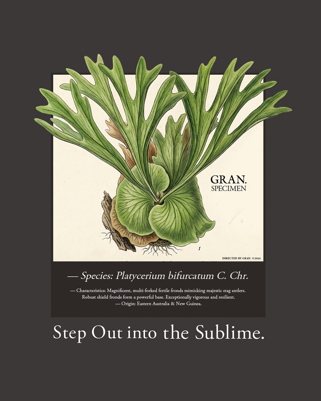 Platycerium bifurcatum t-shirt