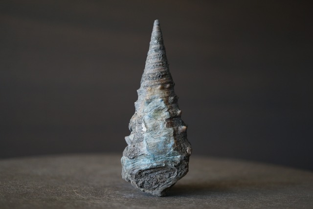 岡山県産ビカリア化石 Vicarya yokoyamai 1814