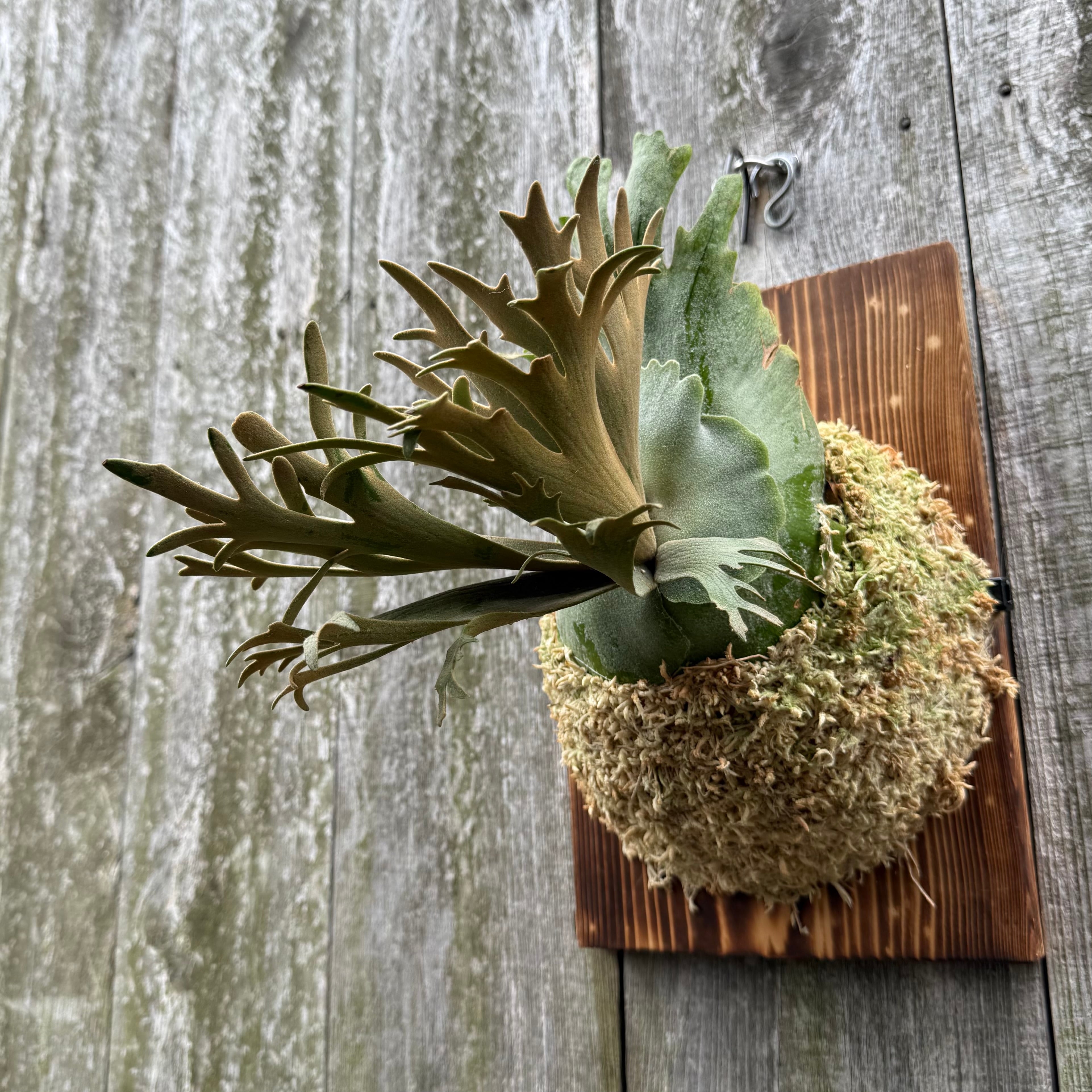 P.willinckii O.M.G sporeling | naturefix