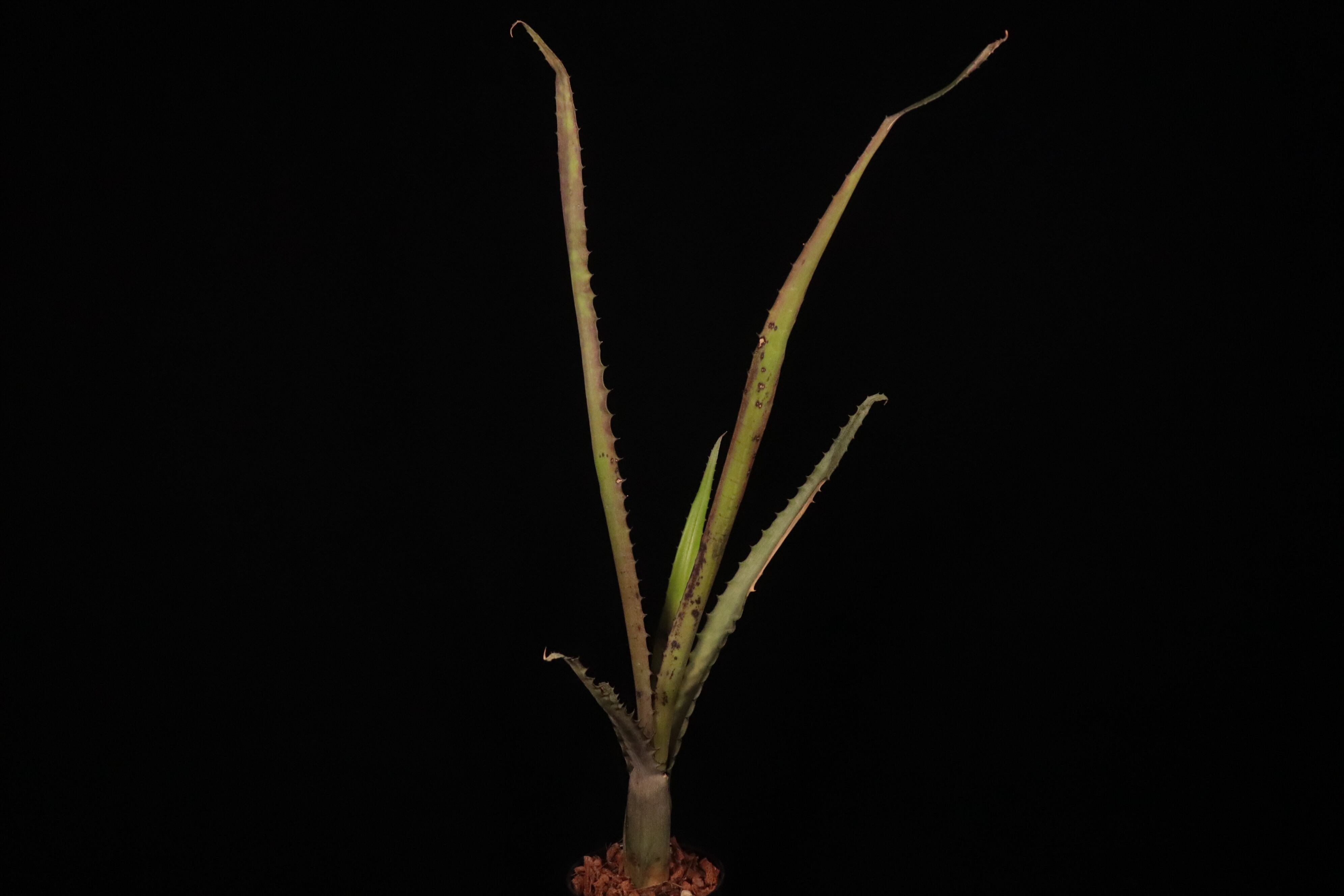 送料無料】Aechmea tocantina〔エクメア〕現品発送A0164 | plane plants