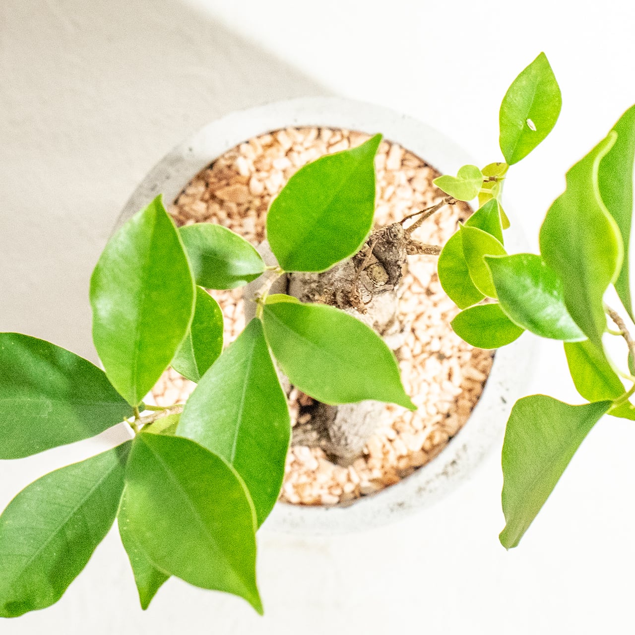 【力強く絡み合う太い根】個性的な樹形のガジュマル。植物を引き立てる無骨な手づくりモルタル鉢。根腐れを防ぐ独自配合の用土を使用|虫発生抑制/全国一律送料850円