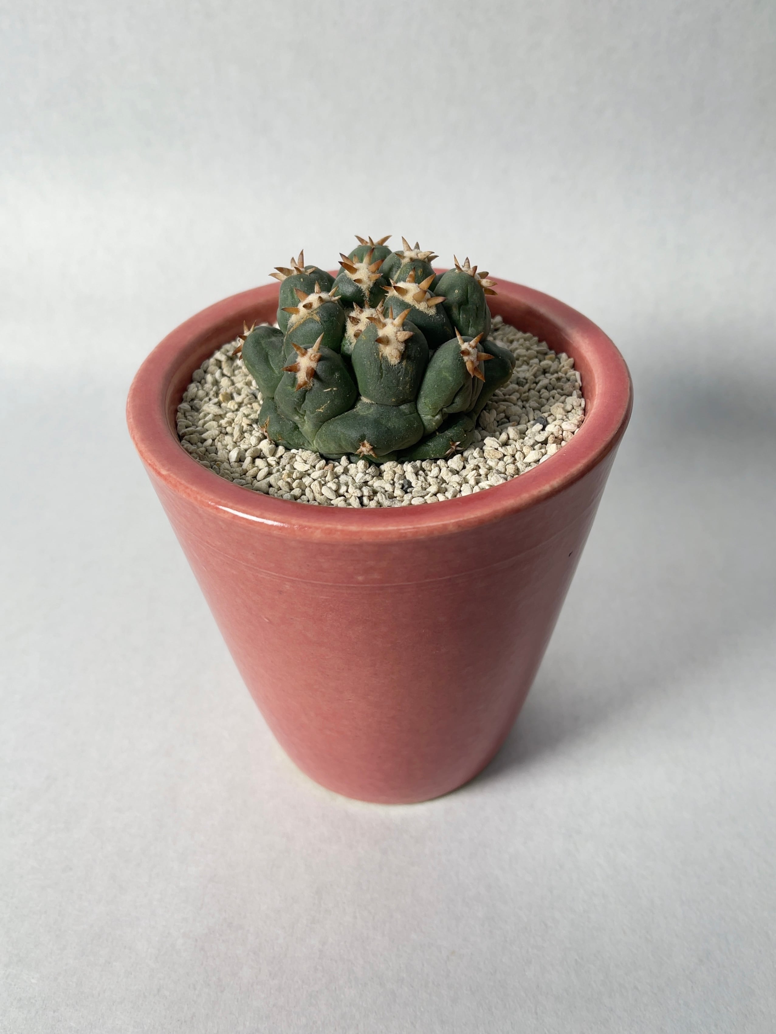 サボテン☆90：短刺象牙