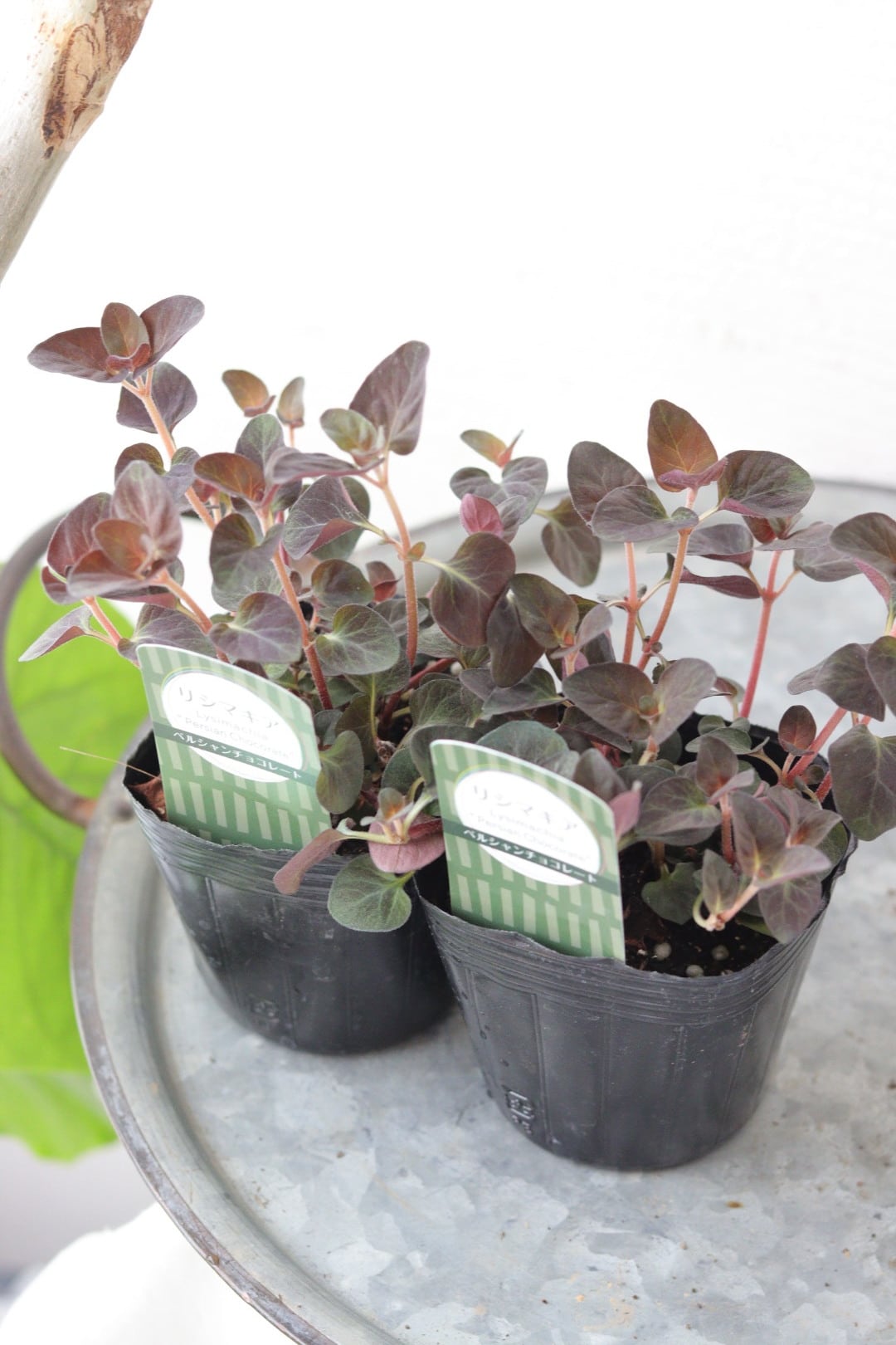 大人気❤︎カラーリーフのロングウッドプランター寄せ植え カラーリーフのロングウッドプランター寄せ植え | Total Plants Egret