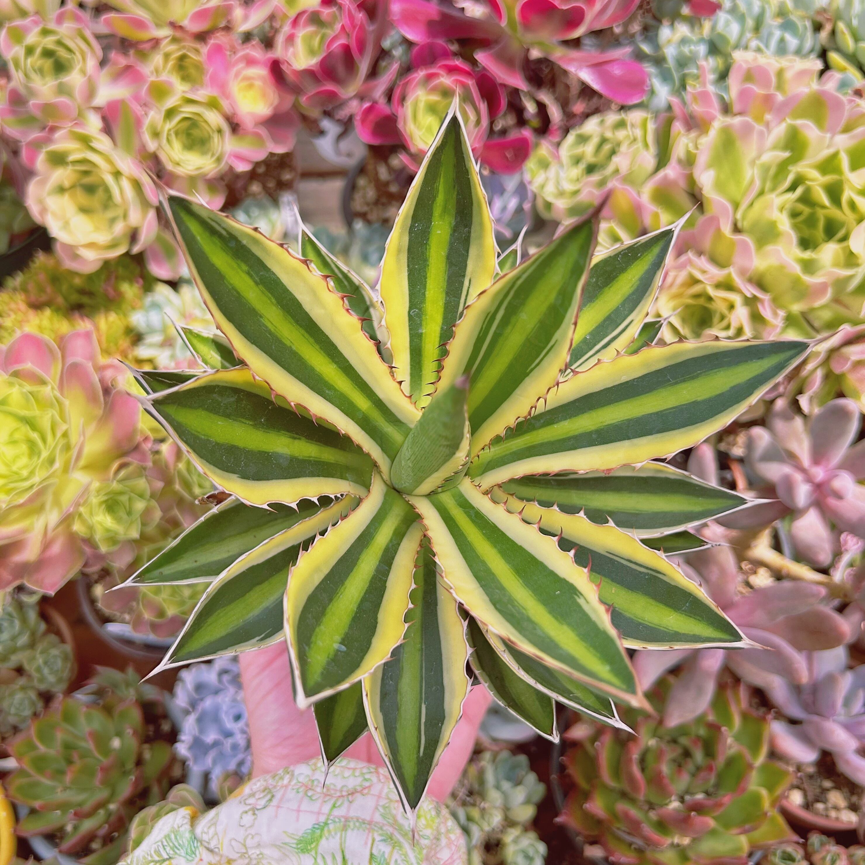 現物　多肉植物　五色万代錦　特大　抜き苗