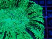 【現地買付】Trachyphyllia geofroy From Makassar