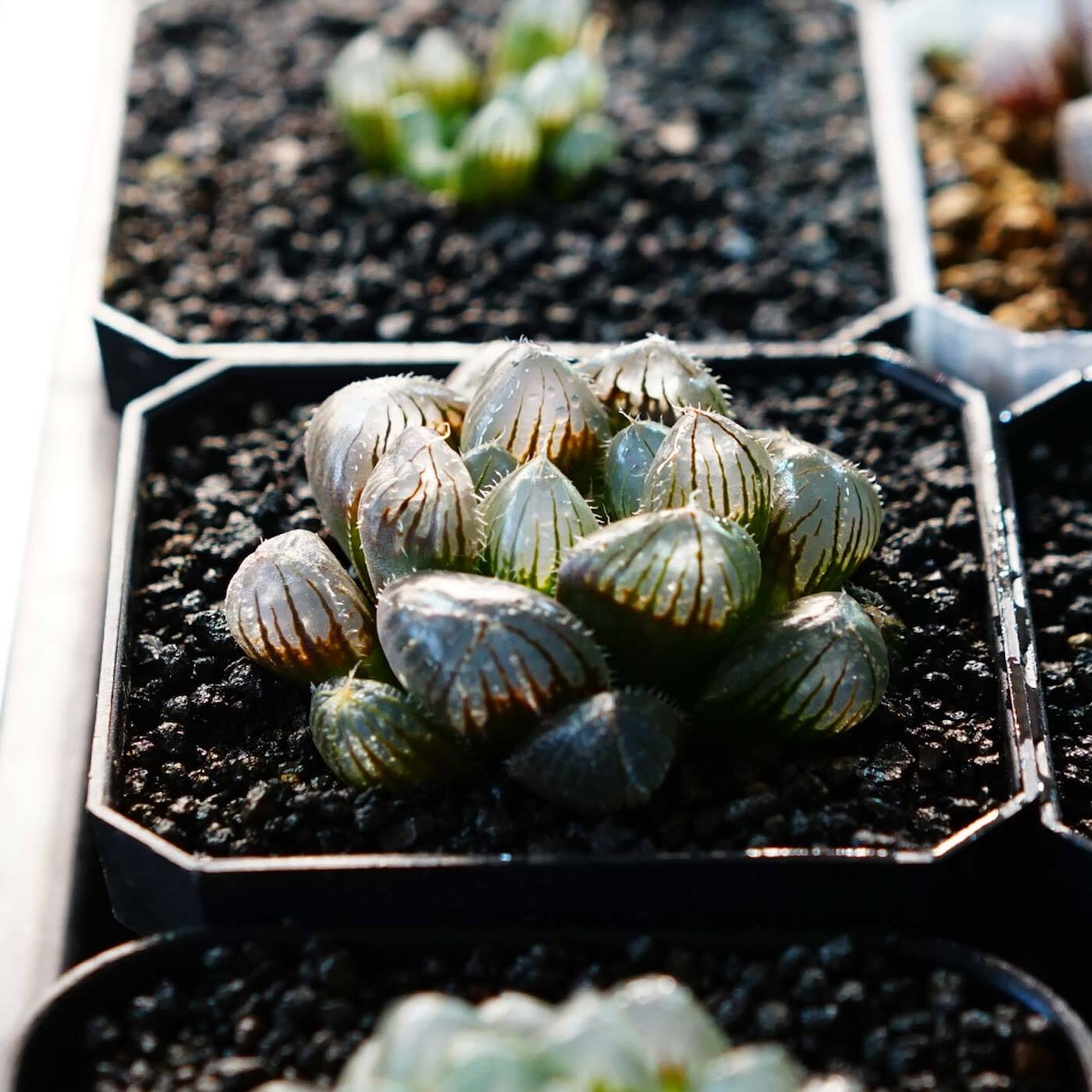 抜き苗 巨大赤線レンズオブツーサ Haworthia 'Kyodai Akasen Lens'