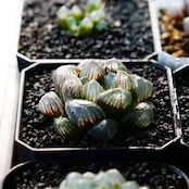 抜き苗 巨大赤線レンズオブツーサ Haworthia 'Kyodai Akasen Lens'