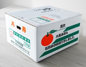 真穴 八寿みかん 贈答用 M〜Lサイズ 10kg　発送11月上旬〜