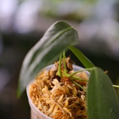 Anthurium wendlingeri② / アンスリウム・ウェンドリンゲリ