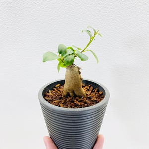 ガジュマル・多幸の木　[観葉植物・1点もの]