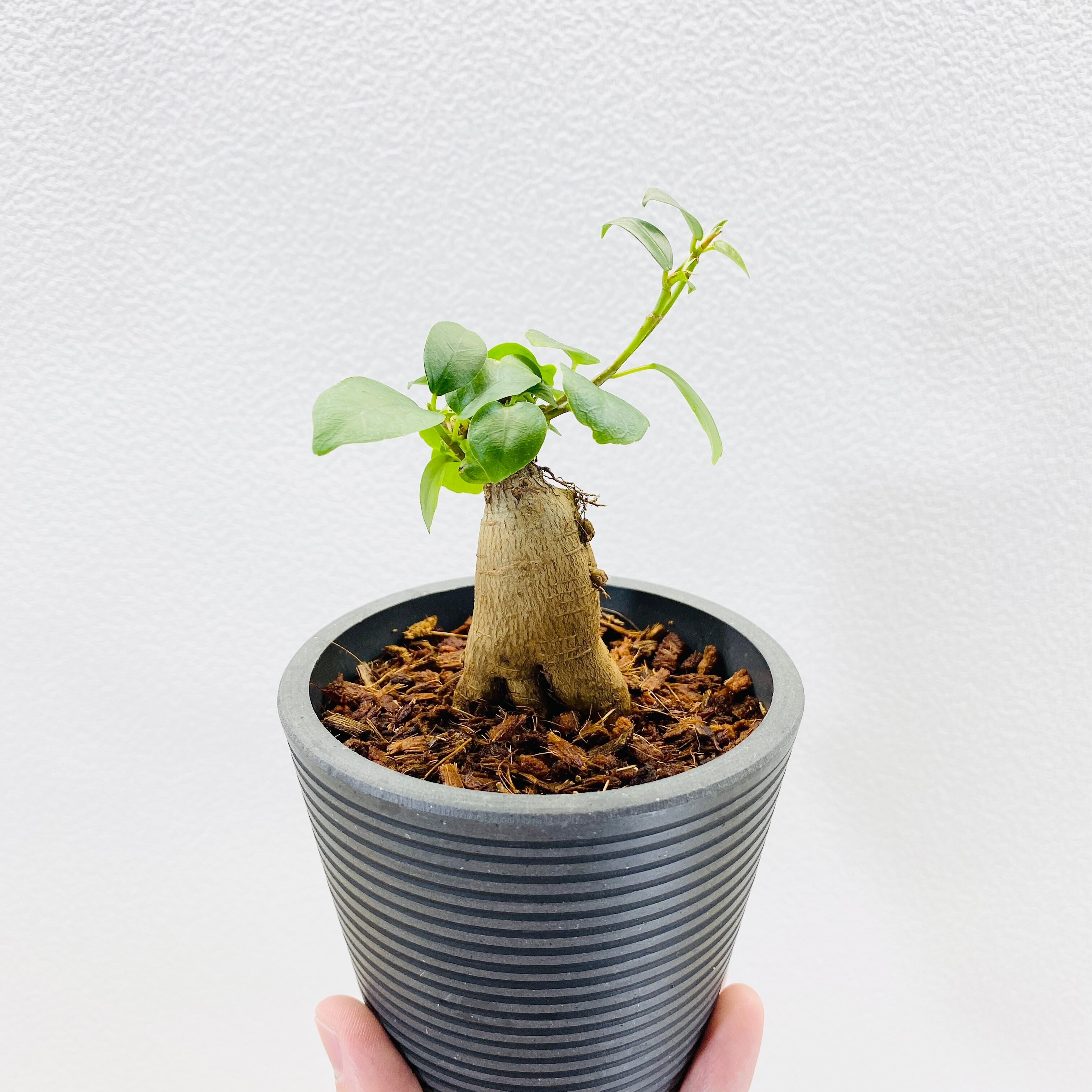 ガジュマル・多幸の木　[観葉植物・1点もの]