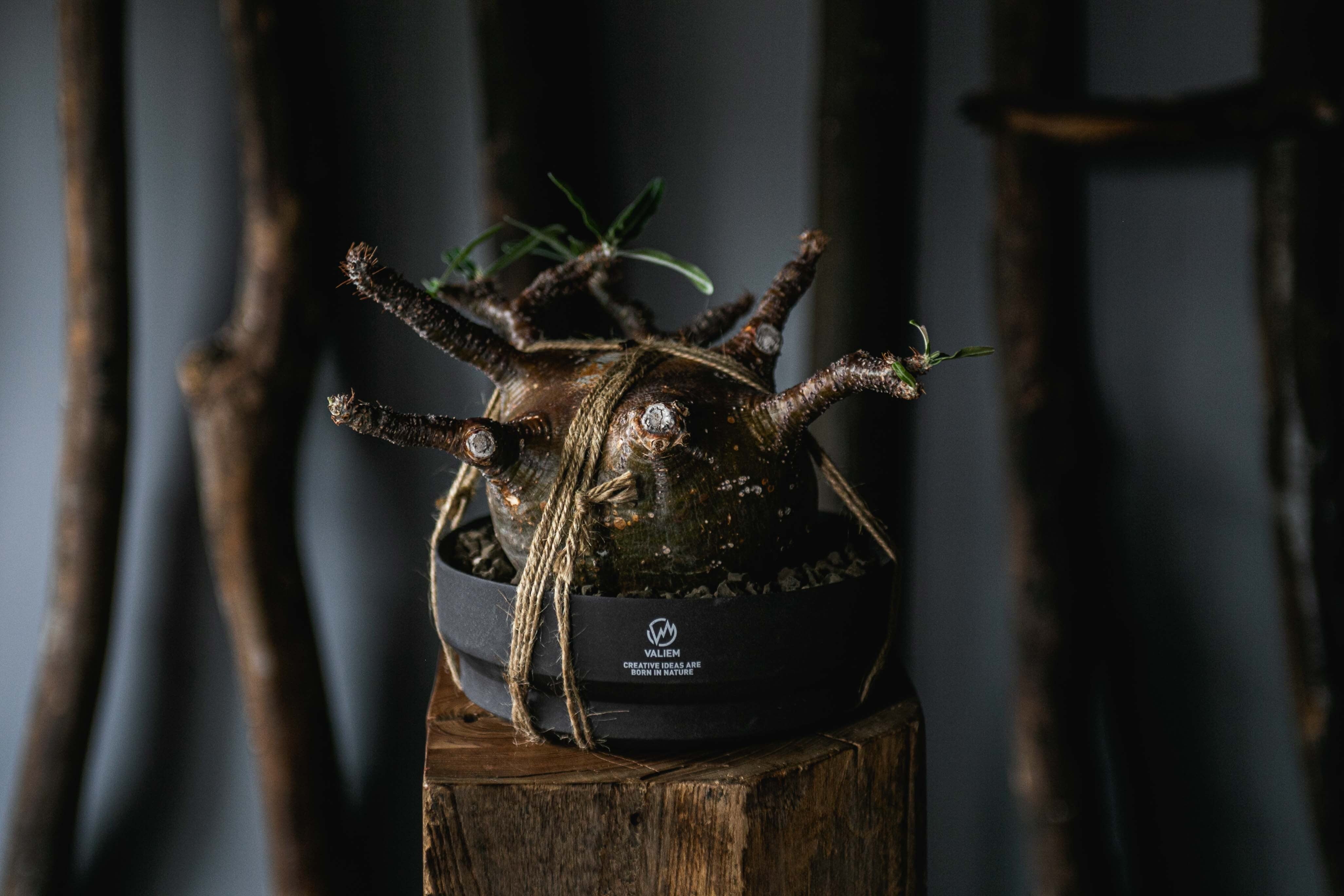 【新着】Pachypodium gracilius × VALIEM GHOST【扁平の良型】パキポディウム グラキリス