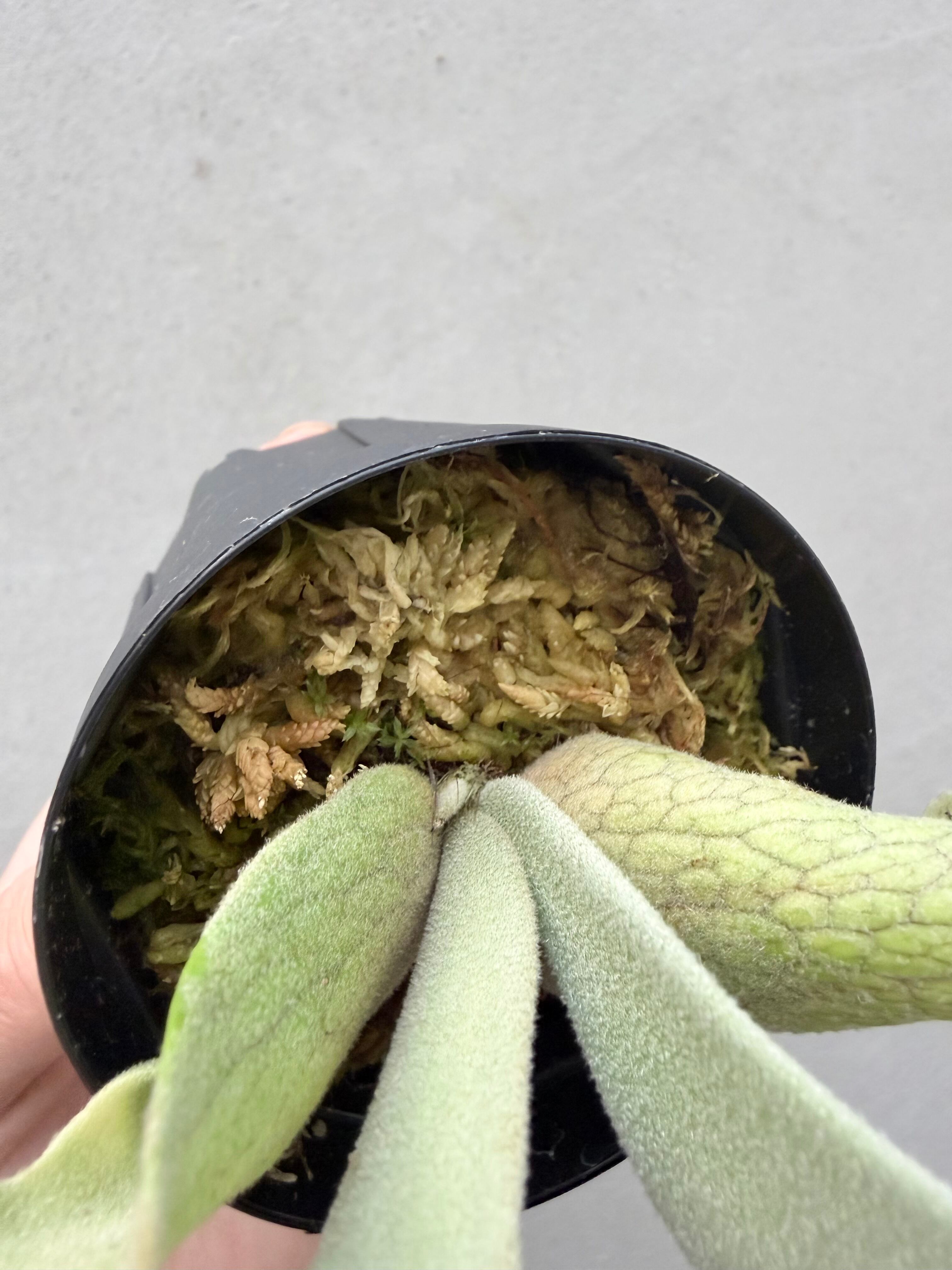 c) P. willinckii 'Frosty Maiden' spore grown ②ビカクシダ