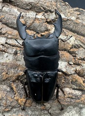 《スマトラオオヒラタ 93mm ♂♀♀トリオB品》