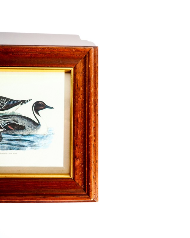 Northern Pintail print and wooden frame, made in Italy