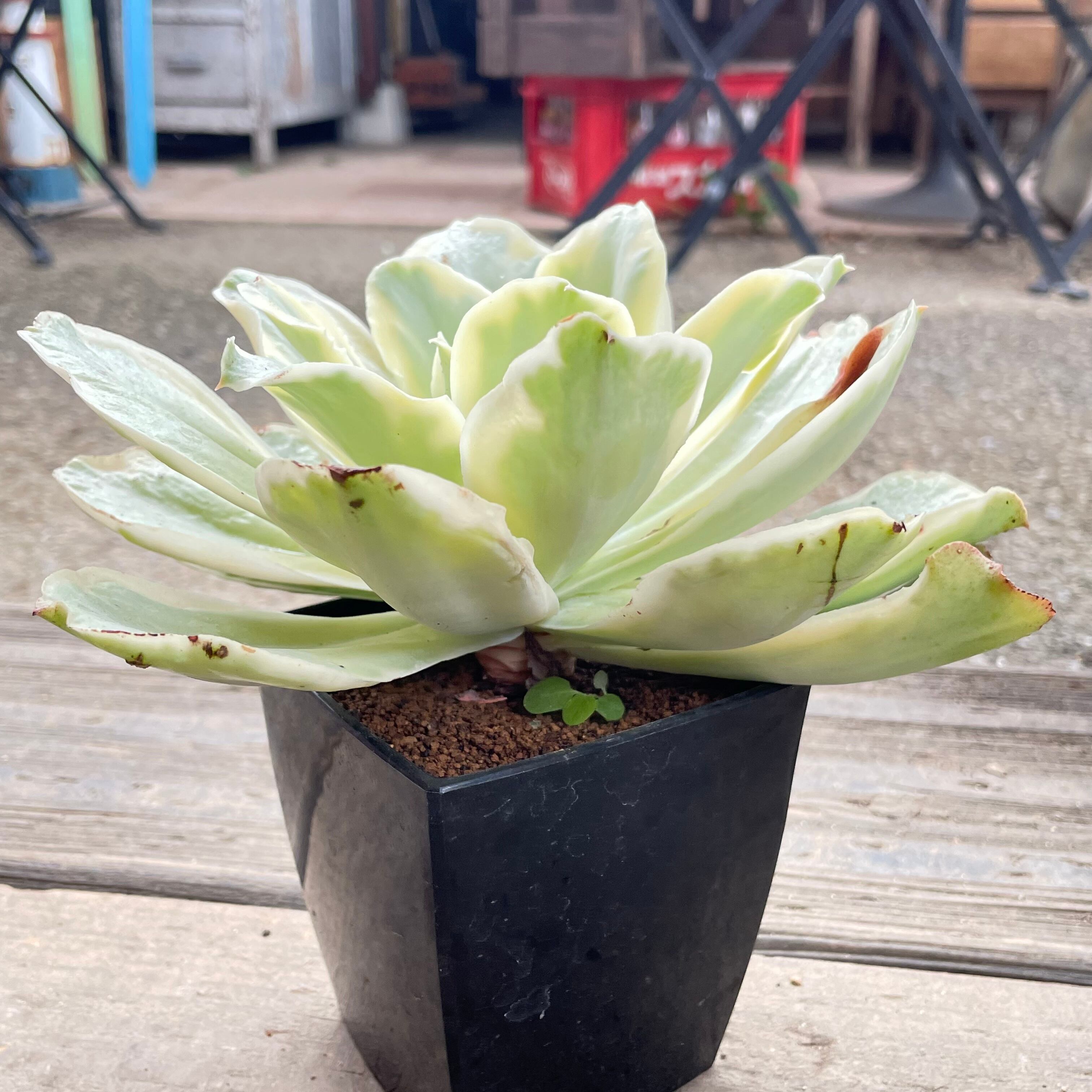 T)ムーンリバー錦 | RuPo 多肉植物専門店