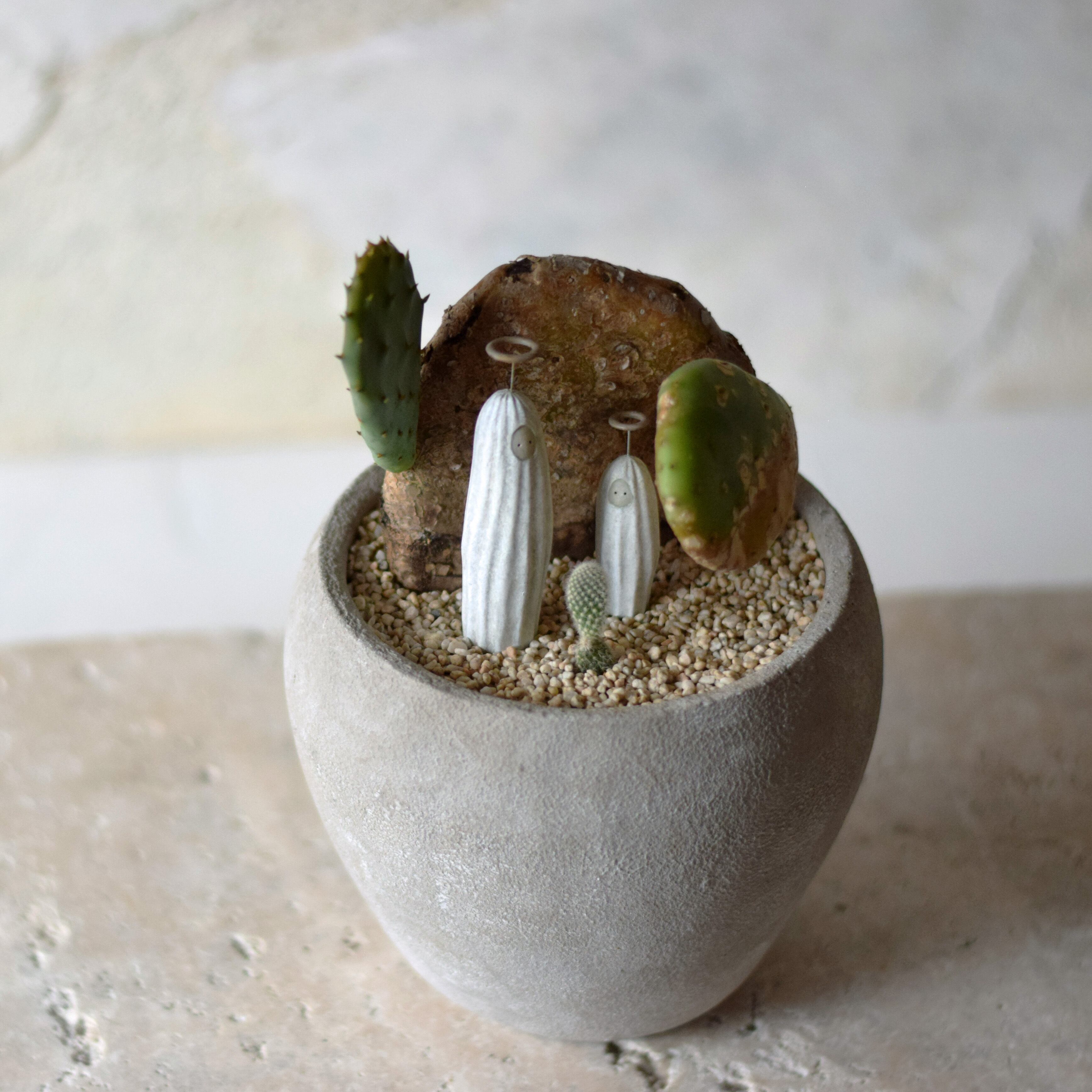 小さなサボテンが気になるにサボテン幽霊の兄弟とそれを見守る