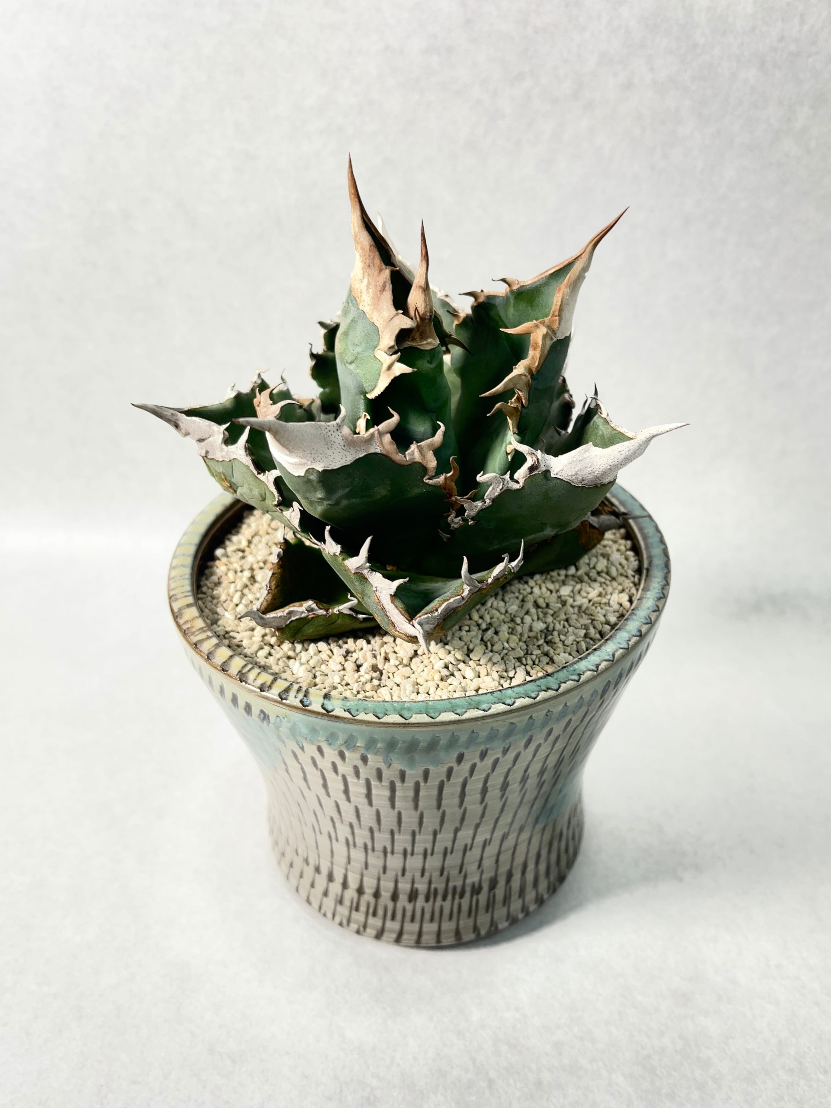 アガベ・ホワイトファイヤー | trigger