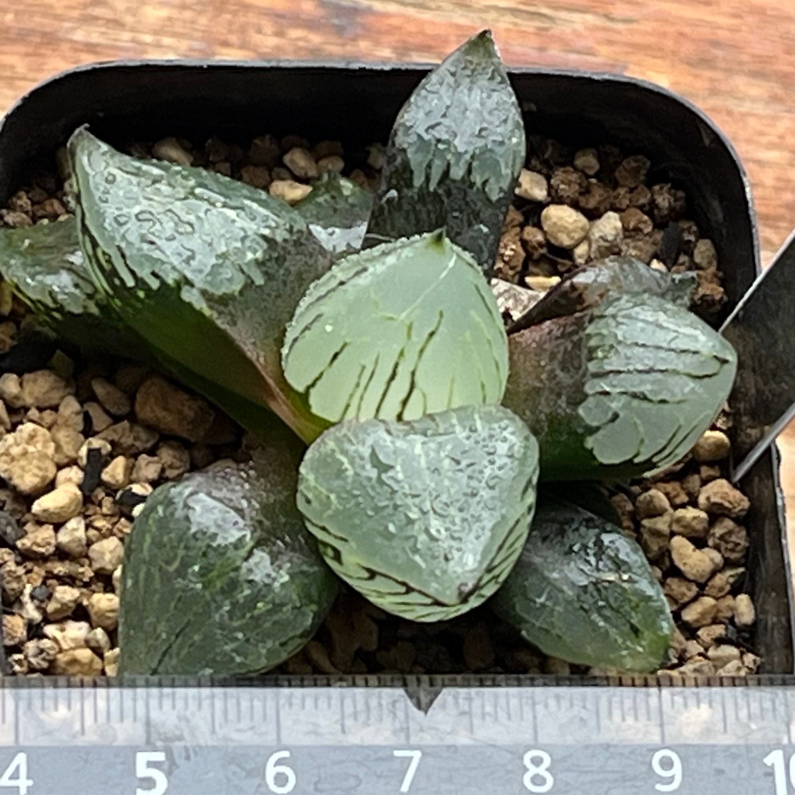 ハオルチア ブルコン般若 | mocono_plants