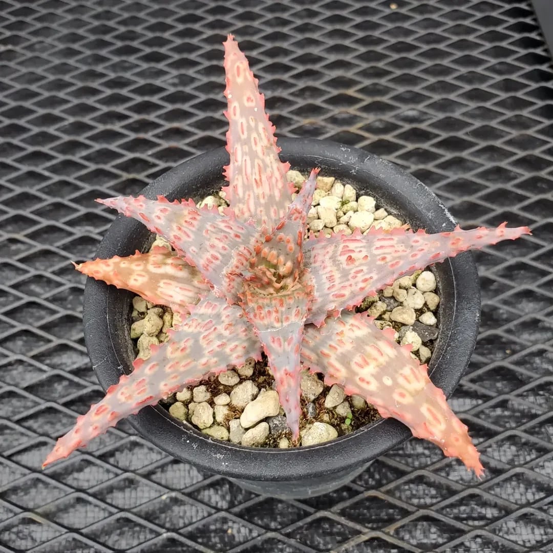 F00574_Aloe 'Glorious Dragon'（TCT）：アロエ・グロリアスドラゴン