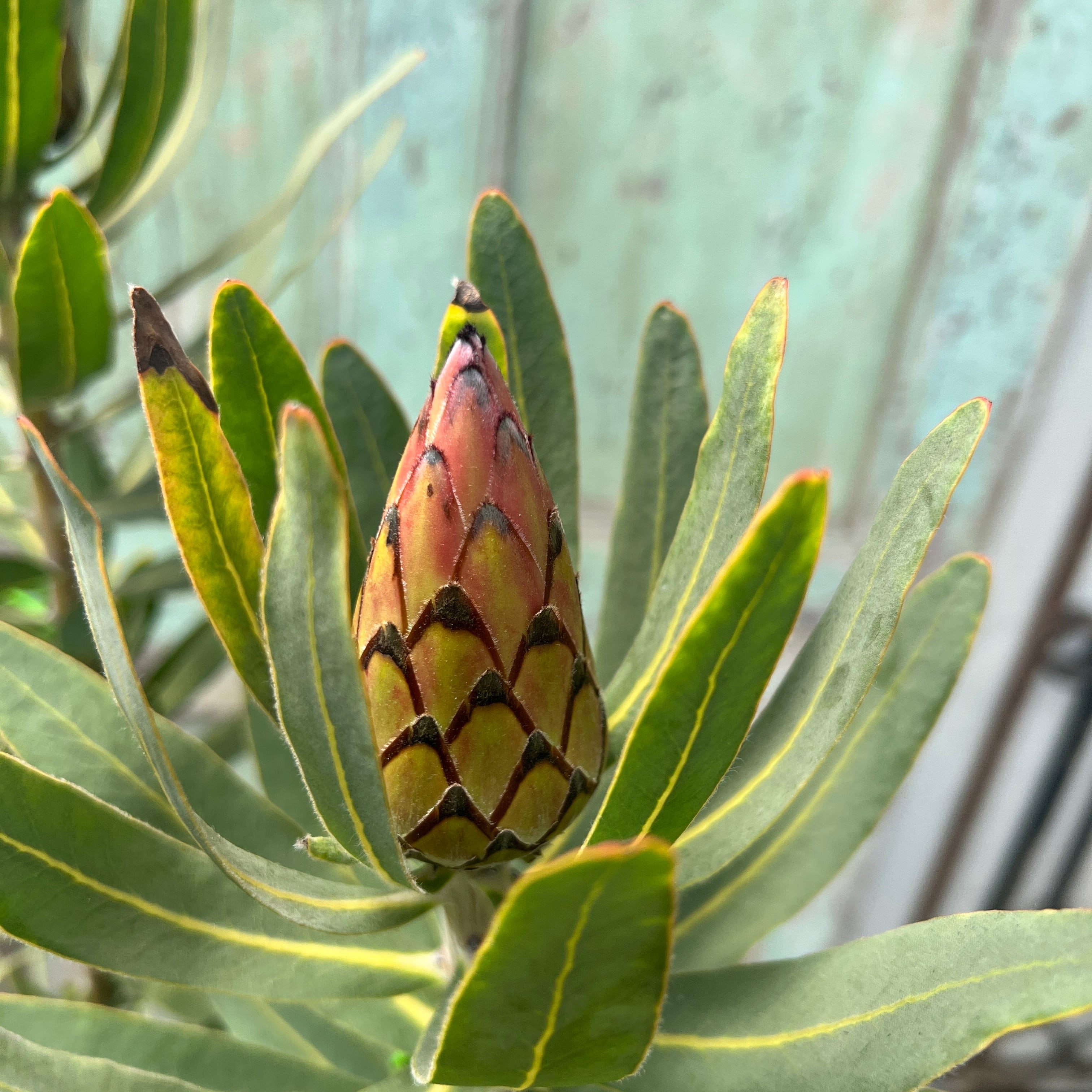 プロテア　フロステッドファイヤー 園芸ネット本店｜プロテア：フロステッドファイヤー 7号鉢植え25-01 の