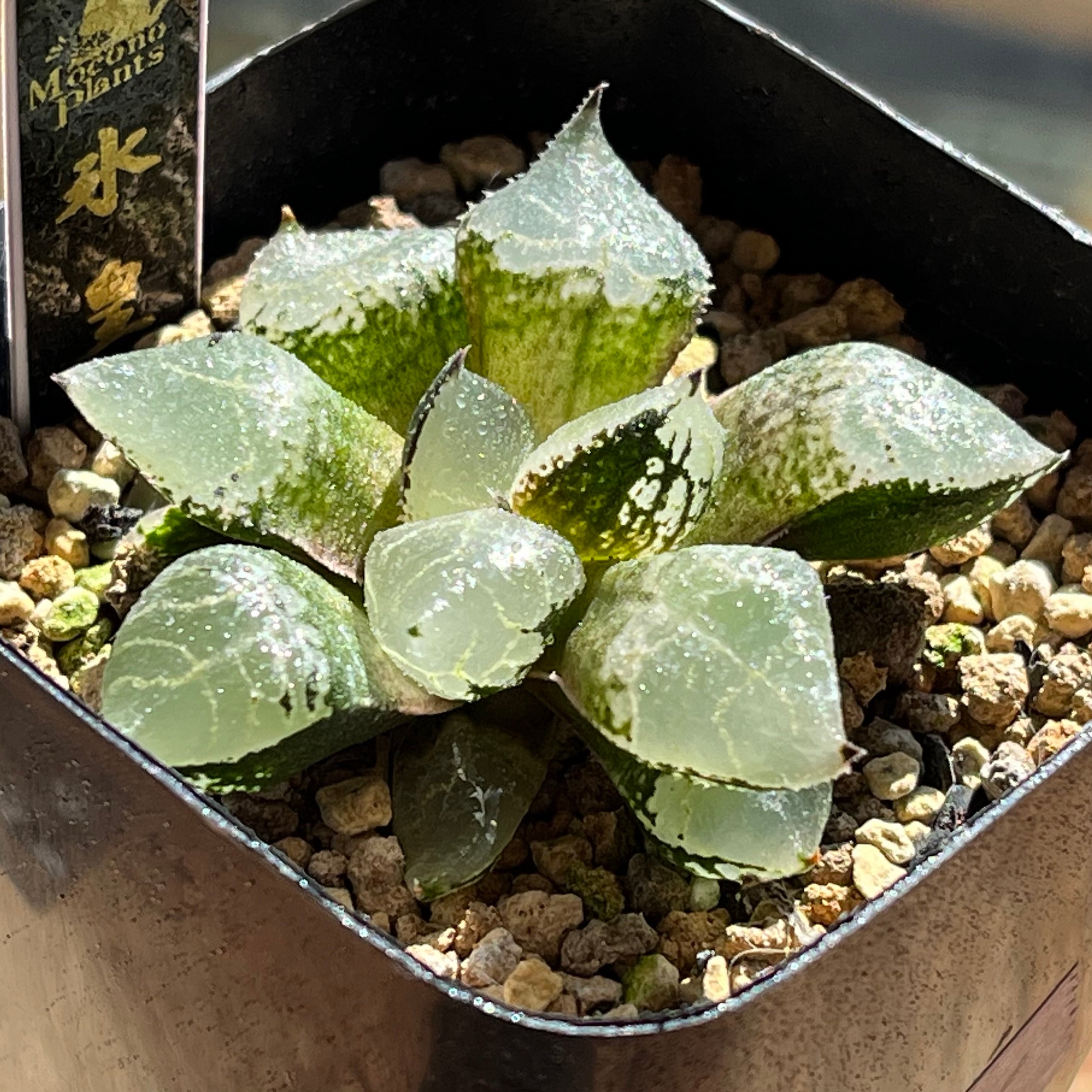 ハオルチア カンタロープアイランド | mocono_plants