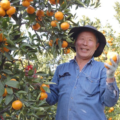 温州みかん 2.5kg ＆ お試し 50g 日本はちみつ | 曽根花卉 SONEKAKI