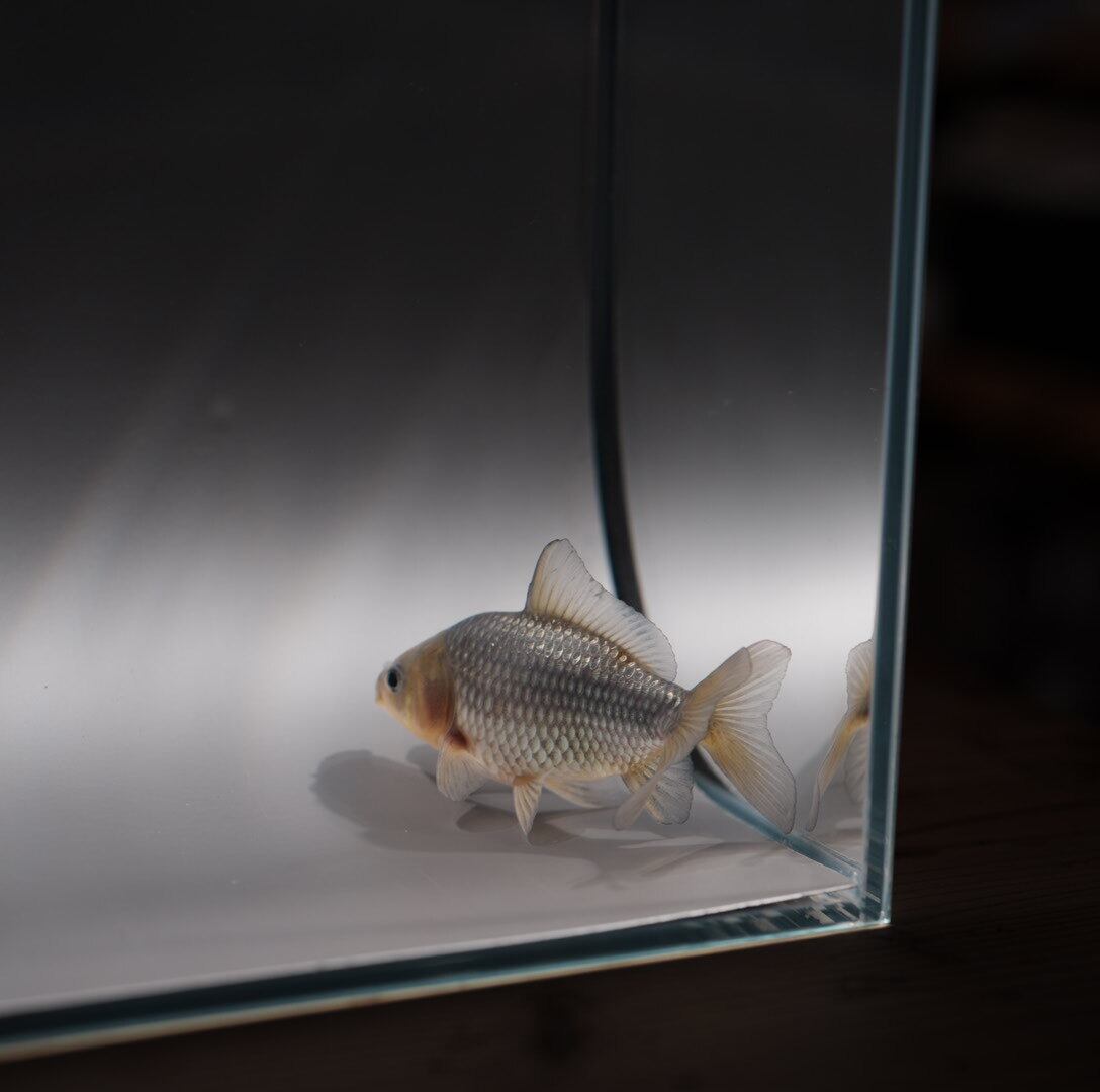青紅葉和金 20241216d | 極光金魚展 青紅葉和金 20241216d | 極光金魚展