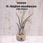 【送料無料】カプトメデューサエXL(花芽付)〔エアプランツ〕現品発送T0379