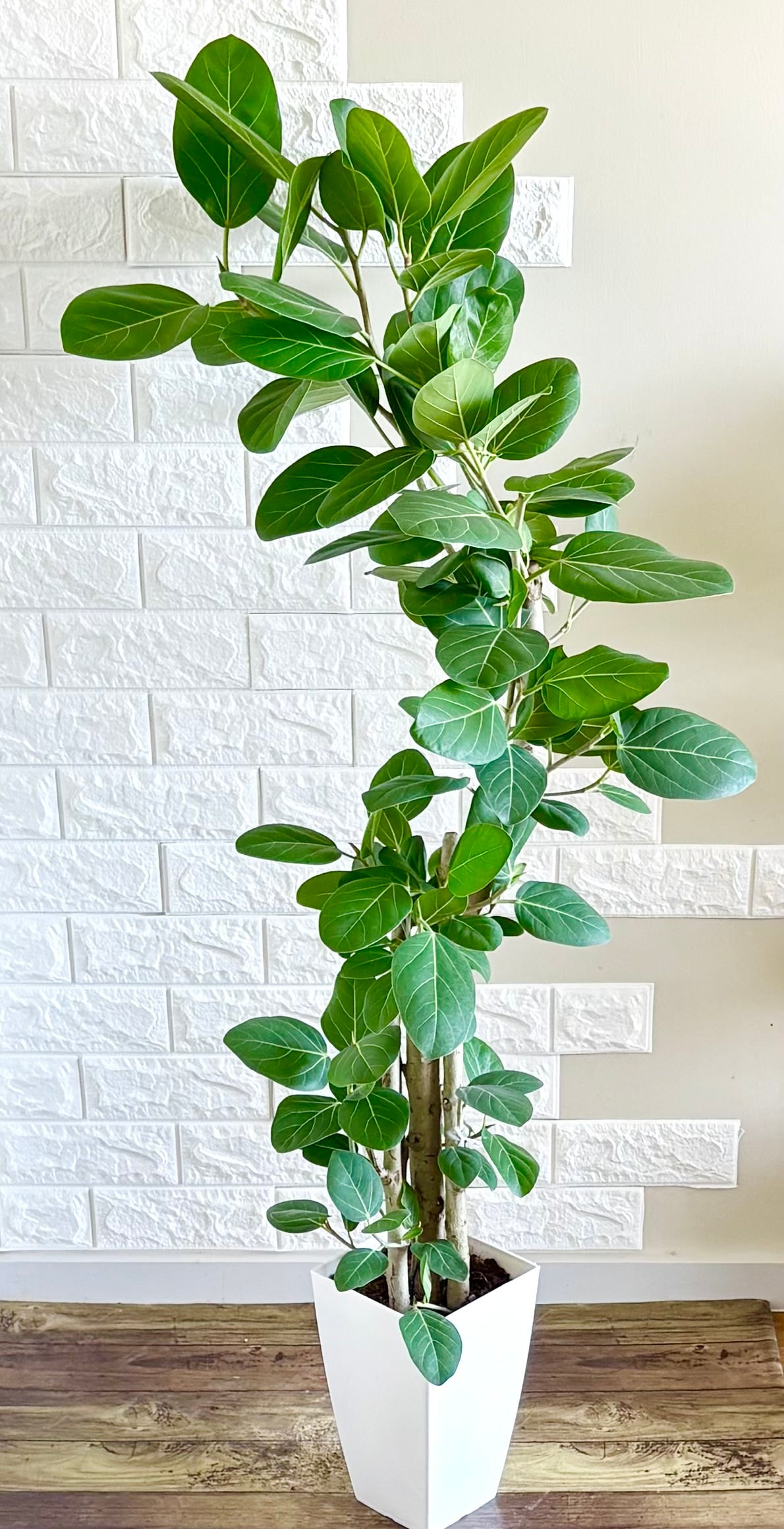 フィカスベンガレンシス⭐️高さ約130cm太幹 | 観葉植物のお店 feerie