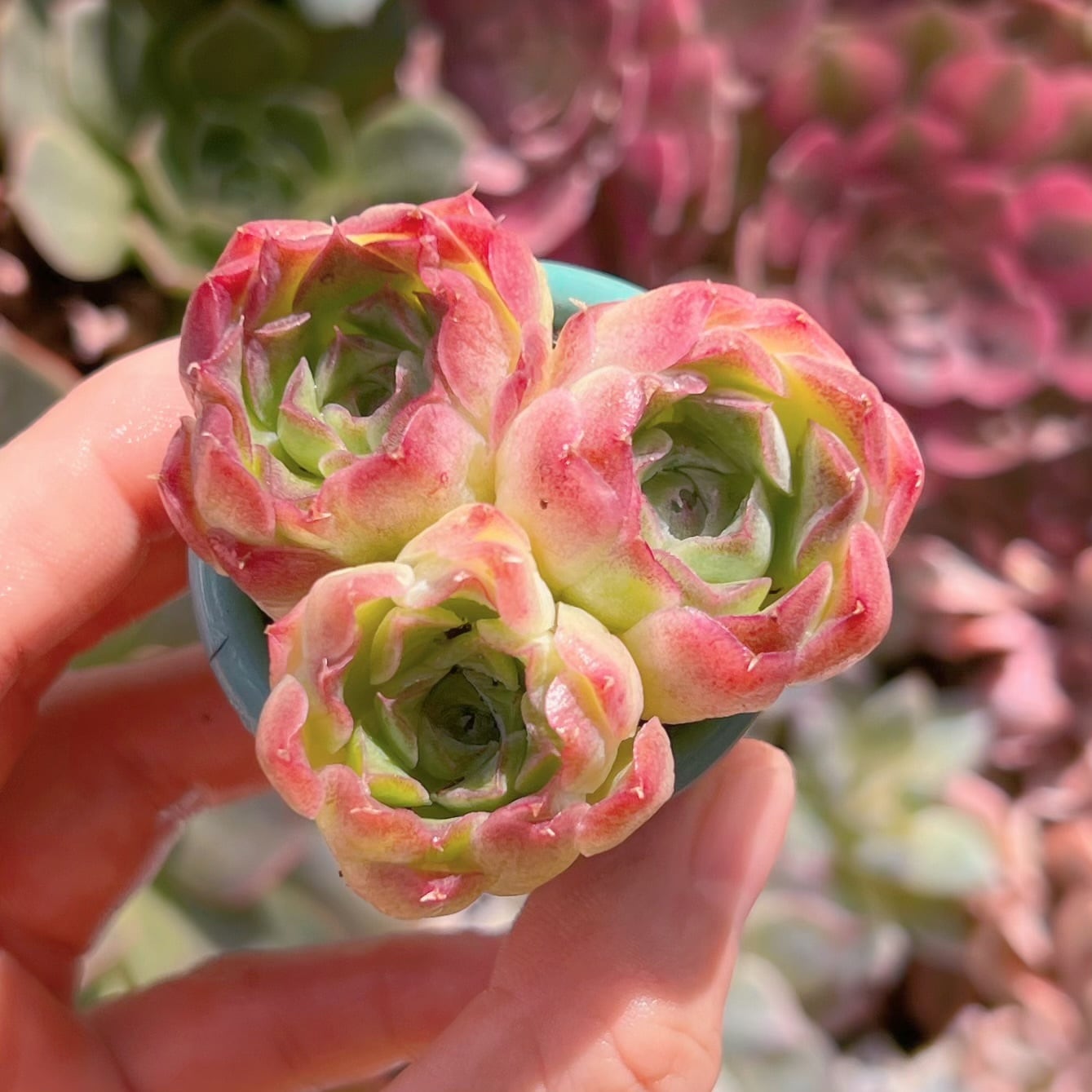 多肉植物　沁心　3頭　新入荷　るる農園