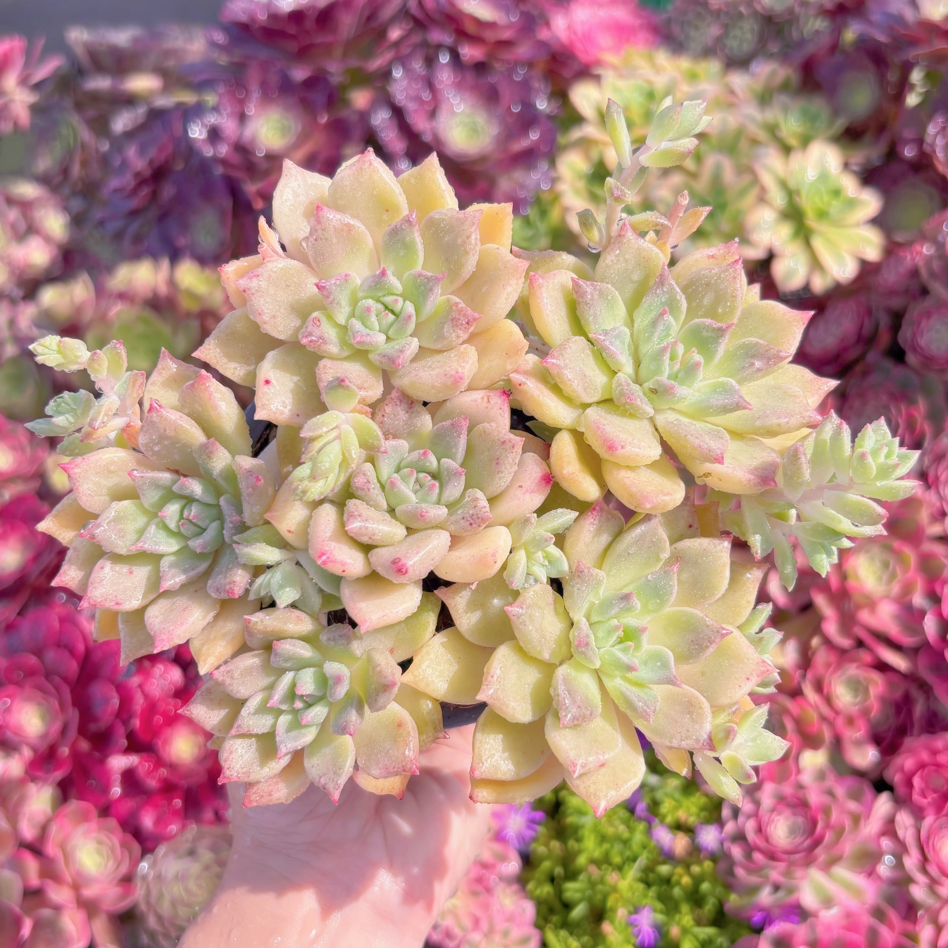 多肉植物　アルジェ　大群生　新入荷　るる農園