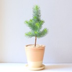 【グリーン】ピナスピネア