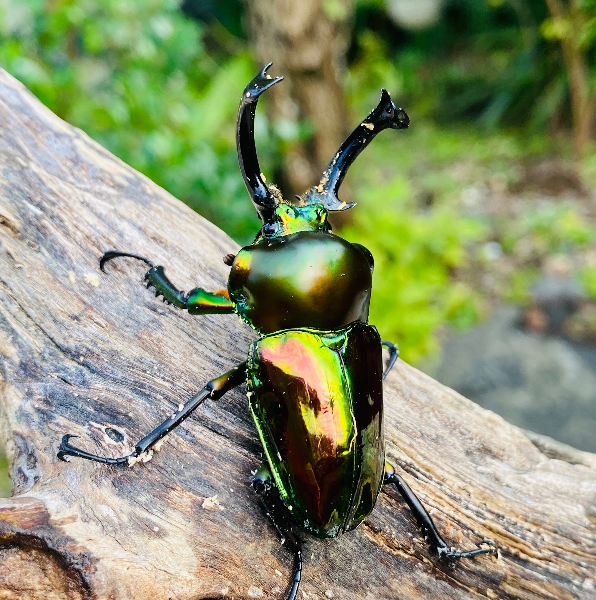 緑系 ニジイロクワガタ クイーンズランド産 ♂60mm×♀Free その２ 優赤 クイーンズランド産 ニジイロクワガタ ♂60mm×♀Free その２