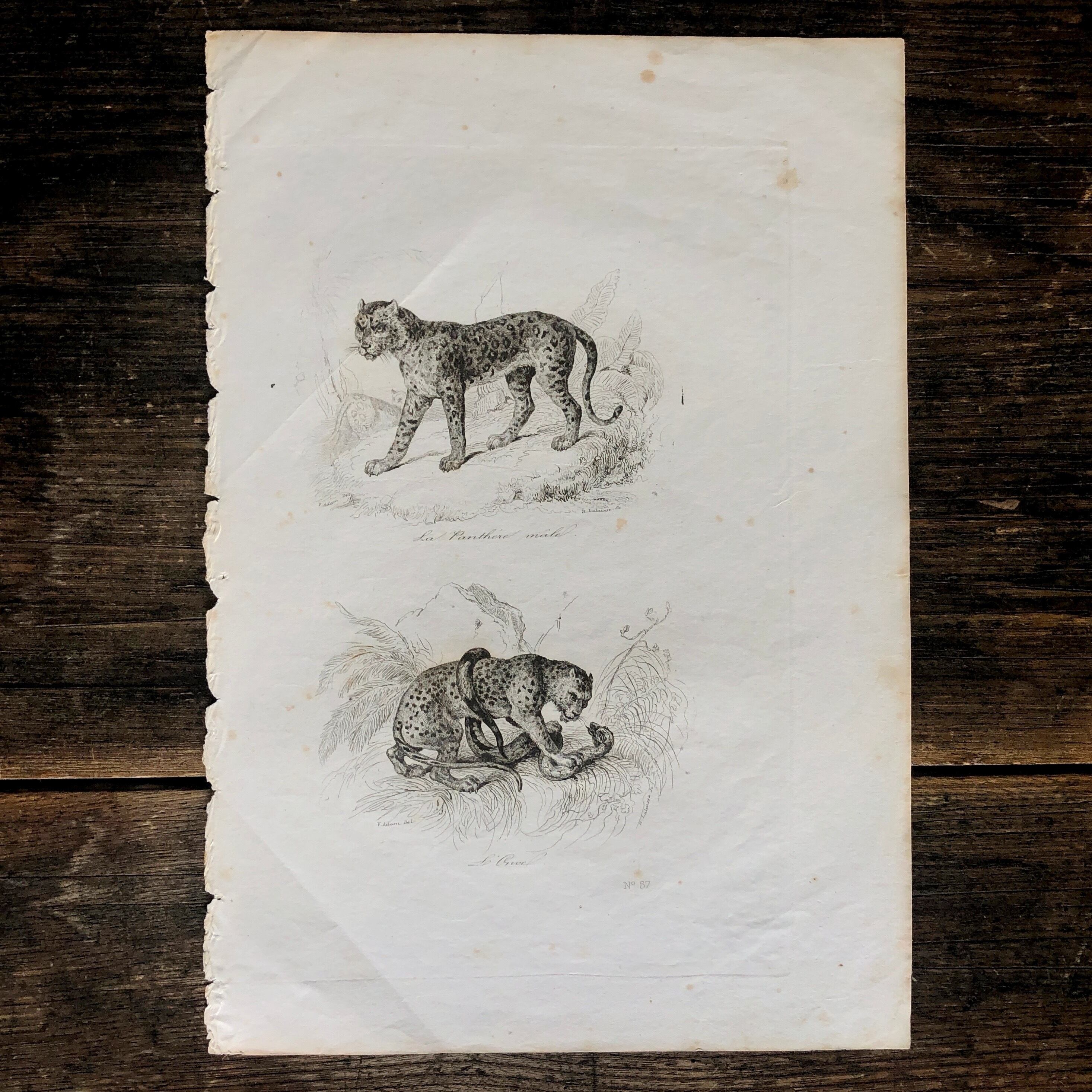 アンティーク銅版画「ヒョウ、ユキヒョウ」 | メルキュール骨董店