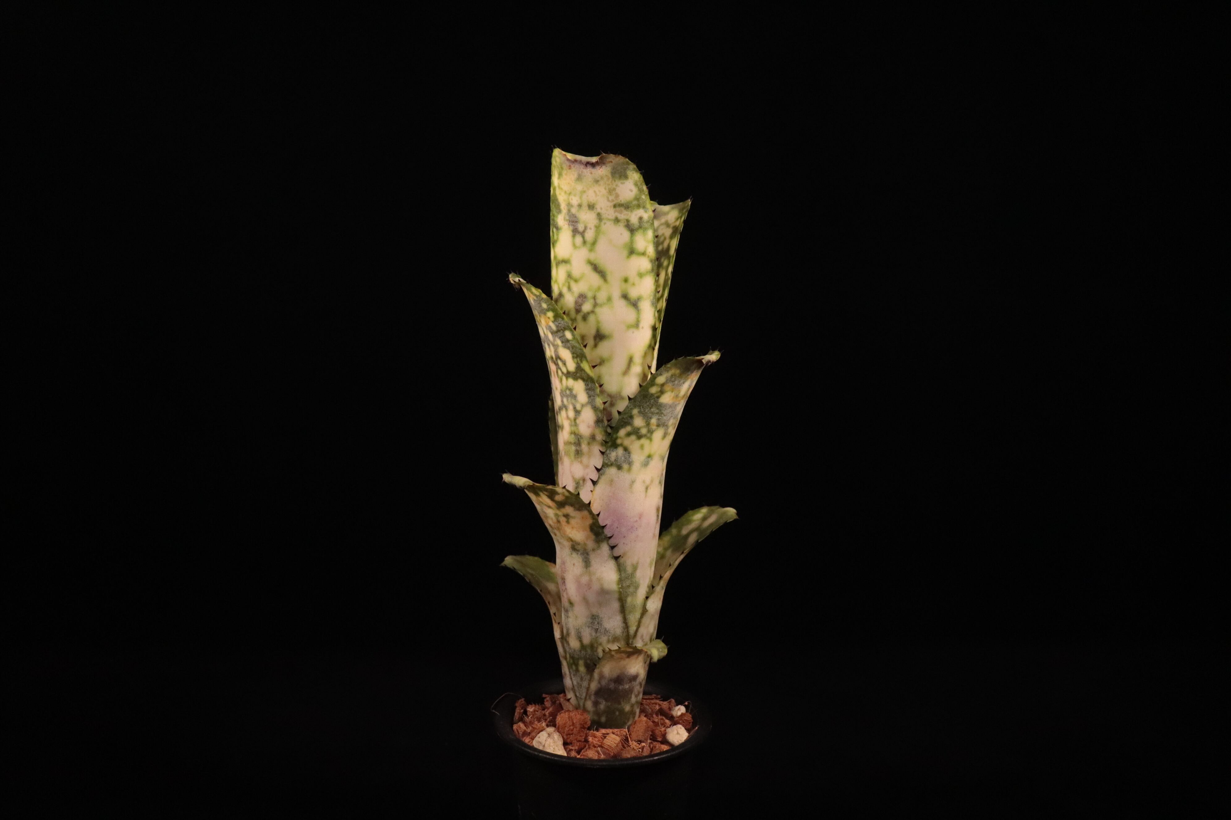 reserved】Billbergia 'Talbot Lens Gem'〔ビルベルギア〕現品発送