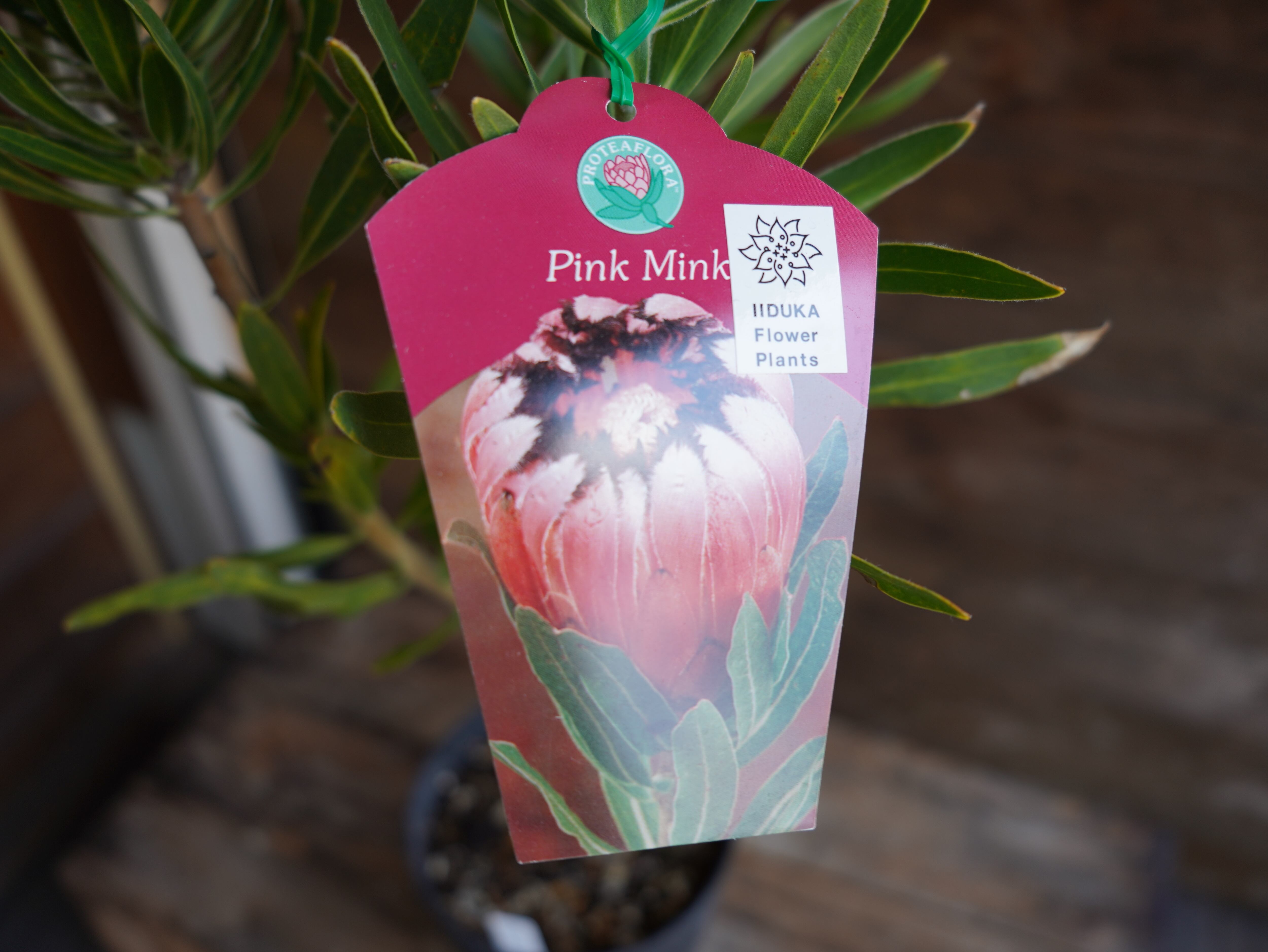 【現物】プロテア "ピンクミンク" B 3F ※葉先痛みあり
