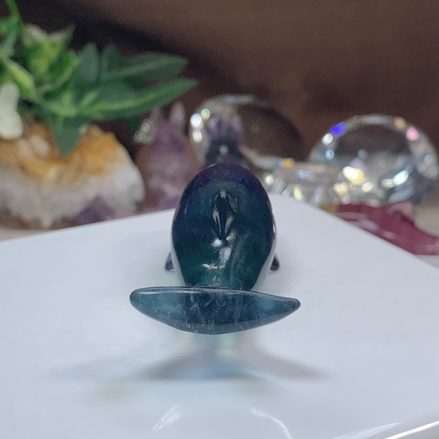 10.癒☆可愛いフローライトイルカさん