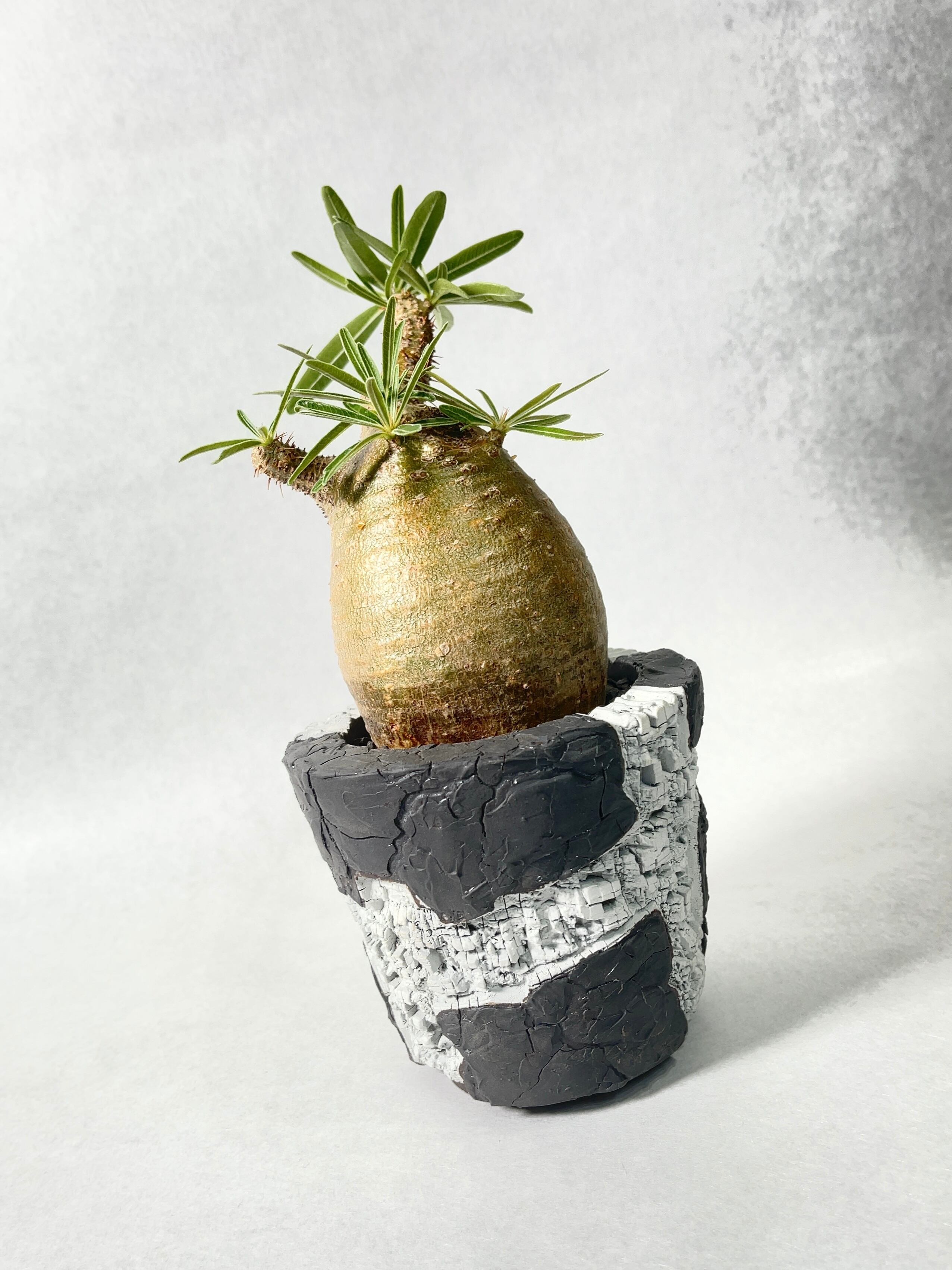 佐藤恵一・創造 | trigger