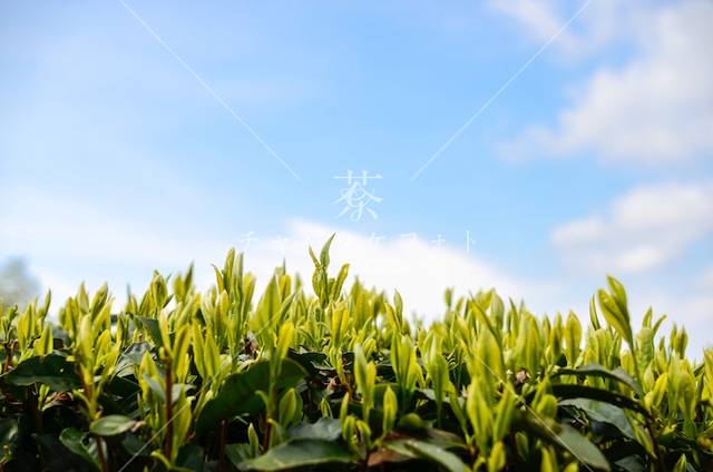 136 新芽の茶畑と青空