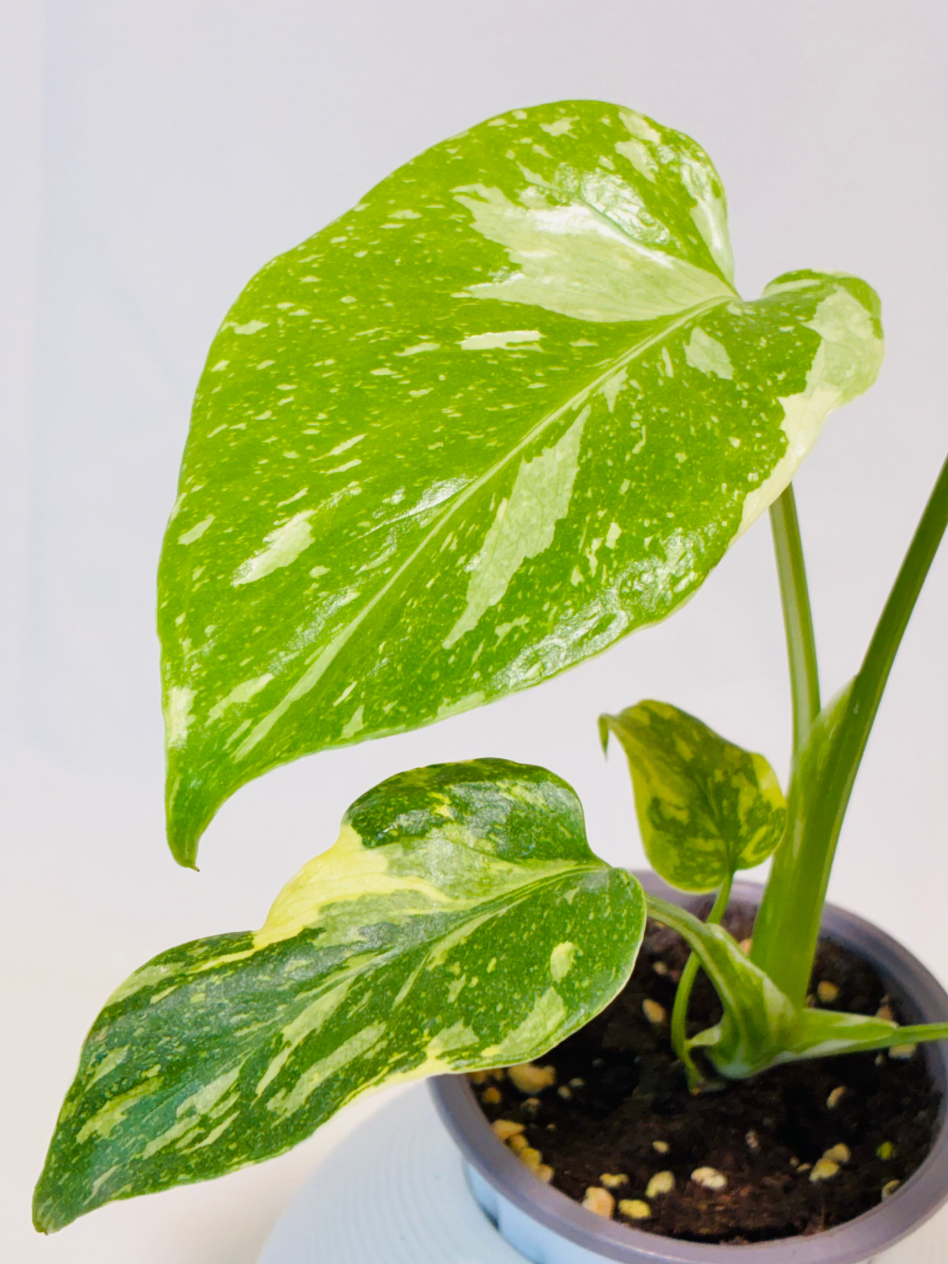 Monstera deliciosa 'Electrolight' モンステラ デリシオーサ