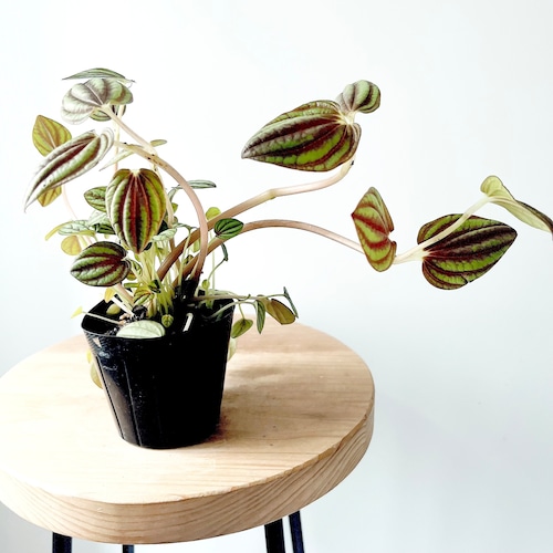 ペペロミア ペッパーミル 登録品種 観葉植物 calm cafe
