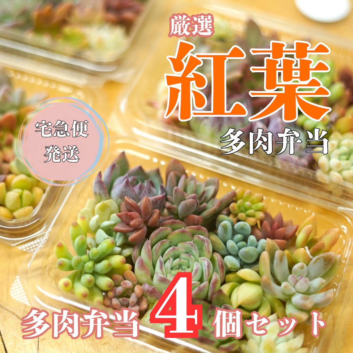 紅葉多肉弁当4個セット【宅急便発送】 | 柏屋商店