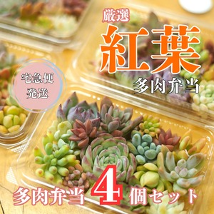 紅葉多肉弁当4個セット【宅急便発送】