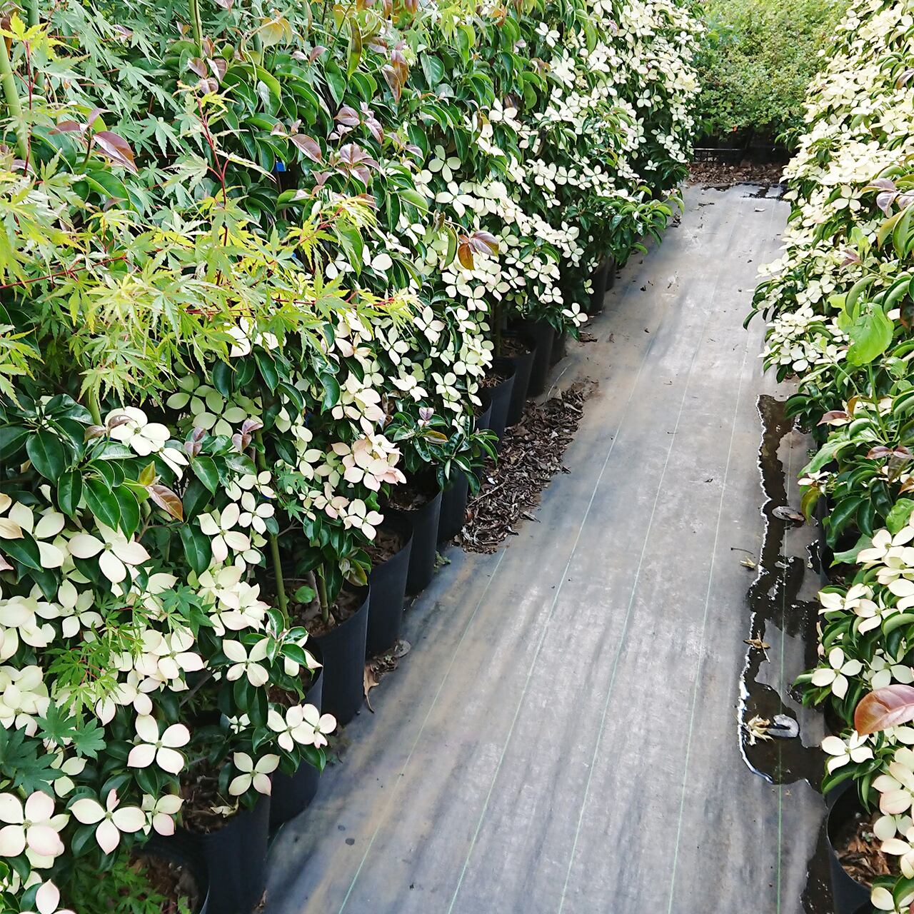 常緑ヤマボウシ（24㎝ポット / 地植え） | 連大植木