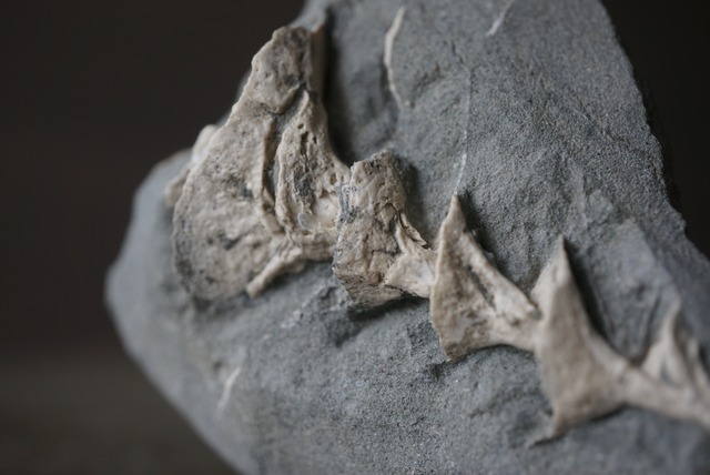 アルキメデス化石 Archimedes sp. 1590