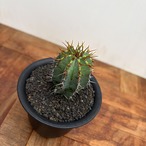 Euphorbia fruticosa【ユーフォルビア・フルチコーサ】